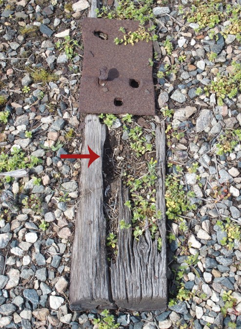 Killdeer scrape where a nest with eggs had been