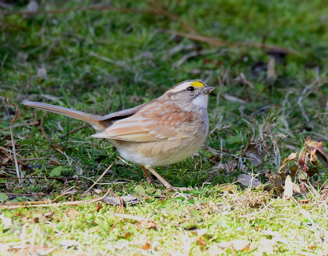 Leucistic White-throated Sparrow on the ground
