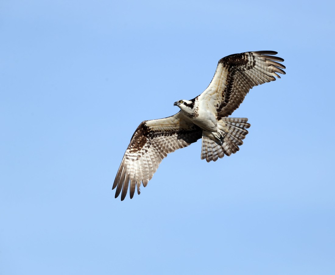 Adult female Osprey in flight