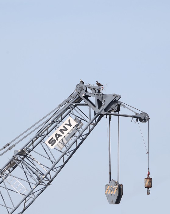 Osprey nest on a construction crane