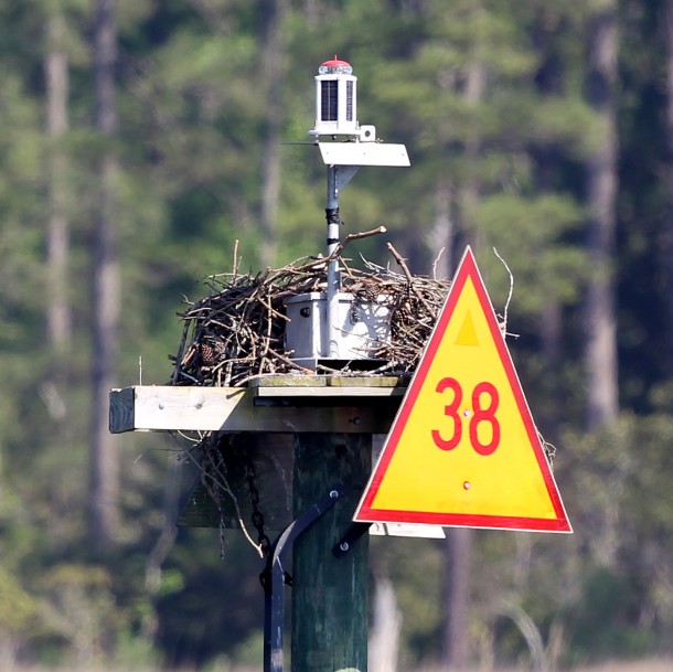 Osprey nest on a channel marker