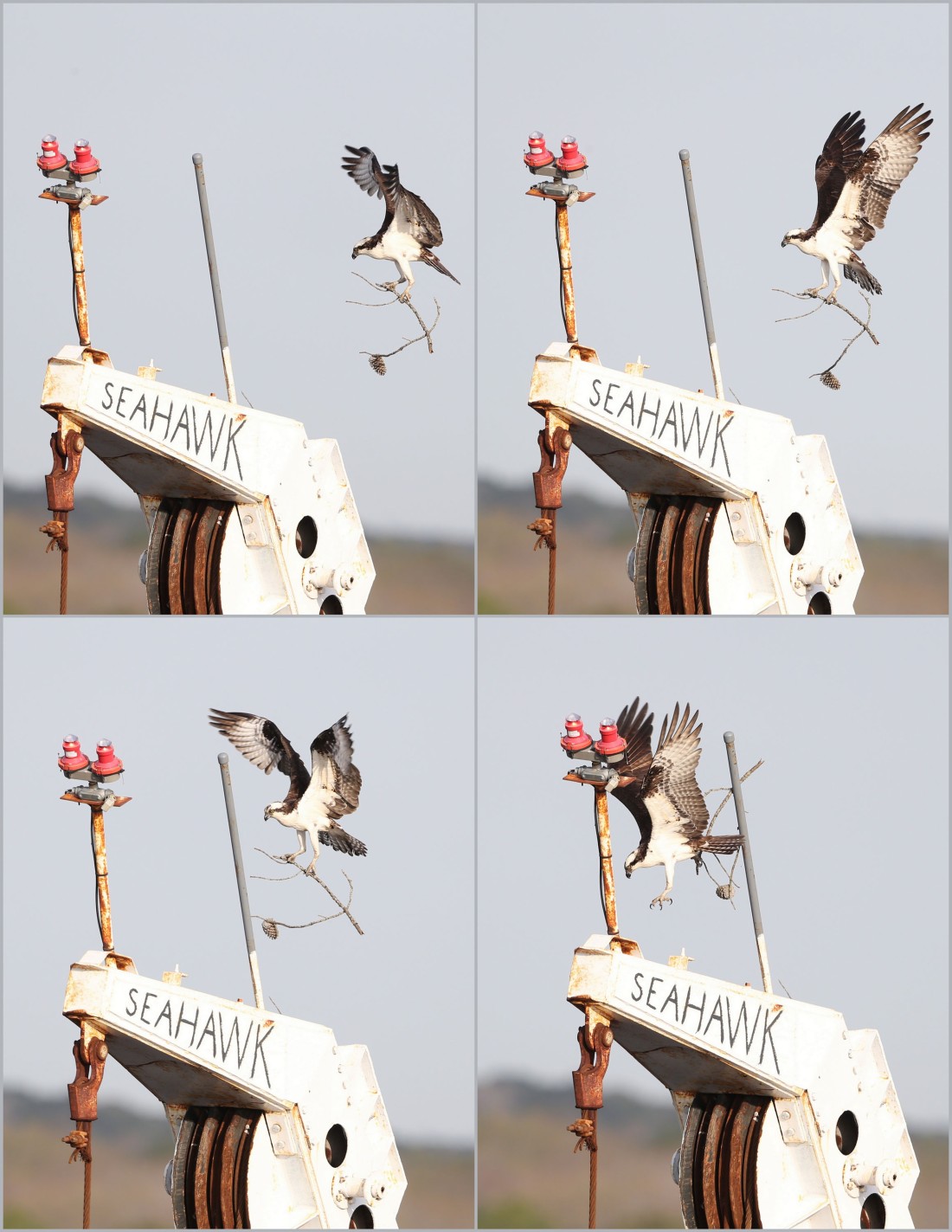 Osprey nest-building collage