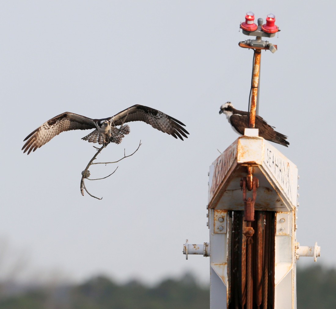 Osprey delivering a stick to a nest on a crane