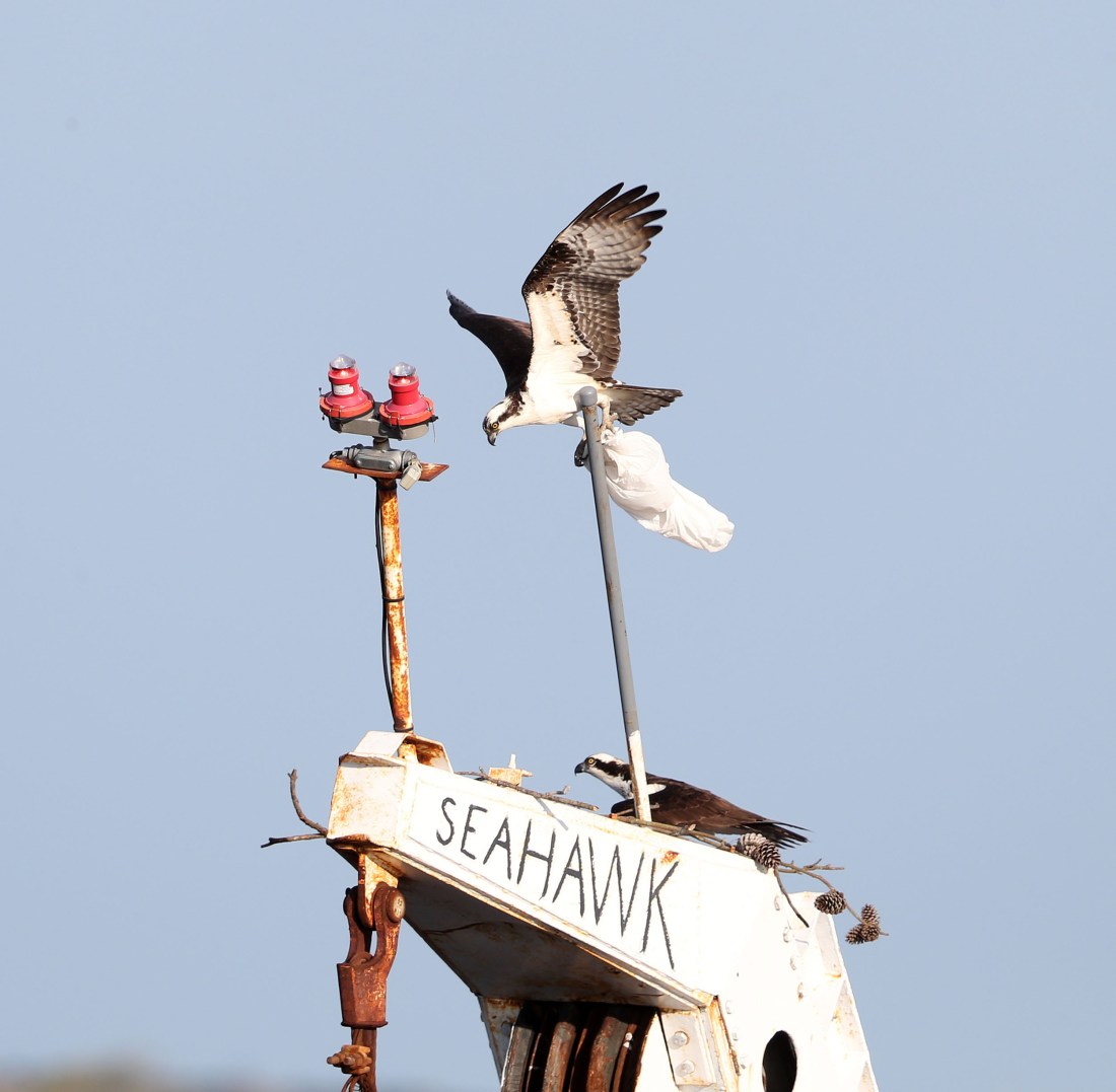 Osprey delivering a plastic bag to its nest