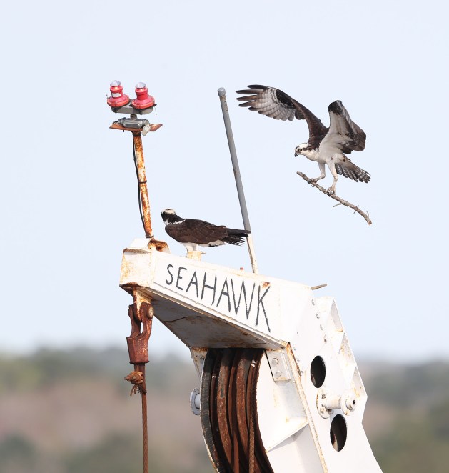 Male Osprey delivering nesting material