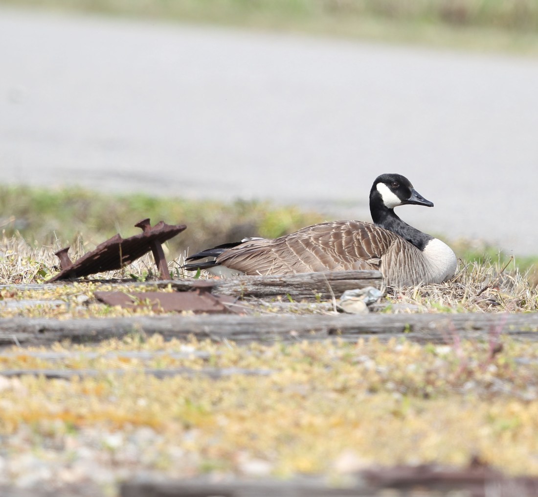 Canada Goose on a nest