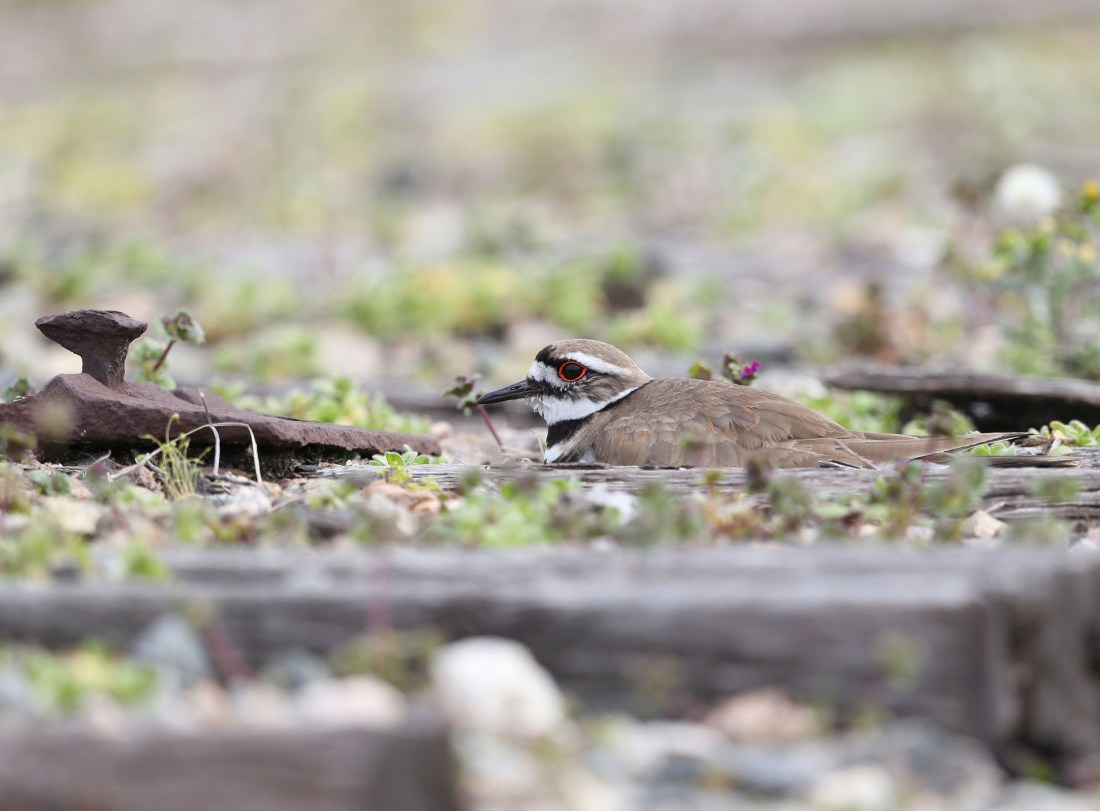 Killdeer nesting on a railroad bed