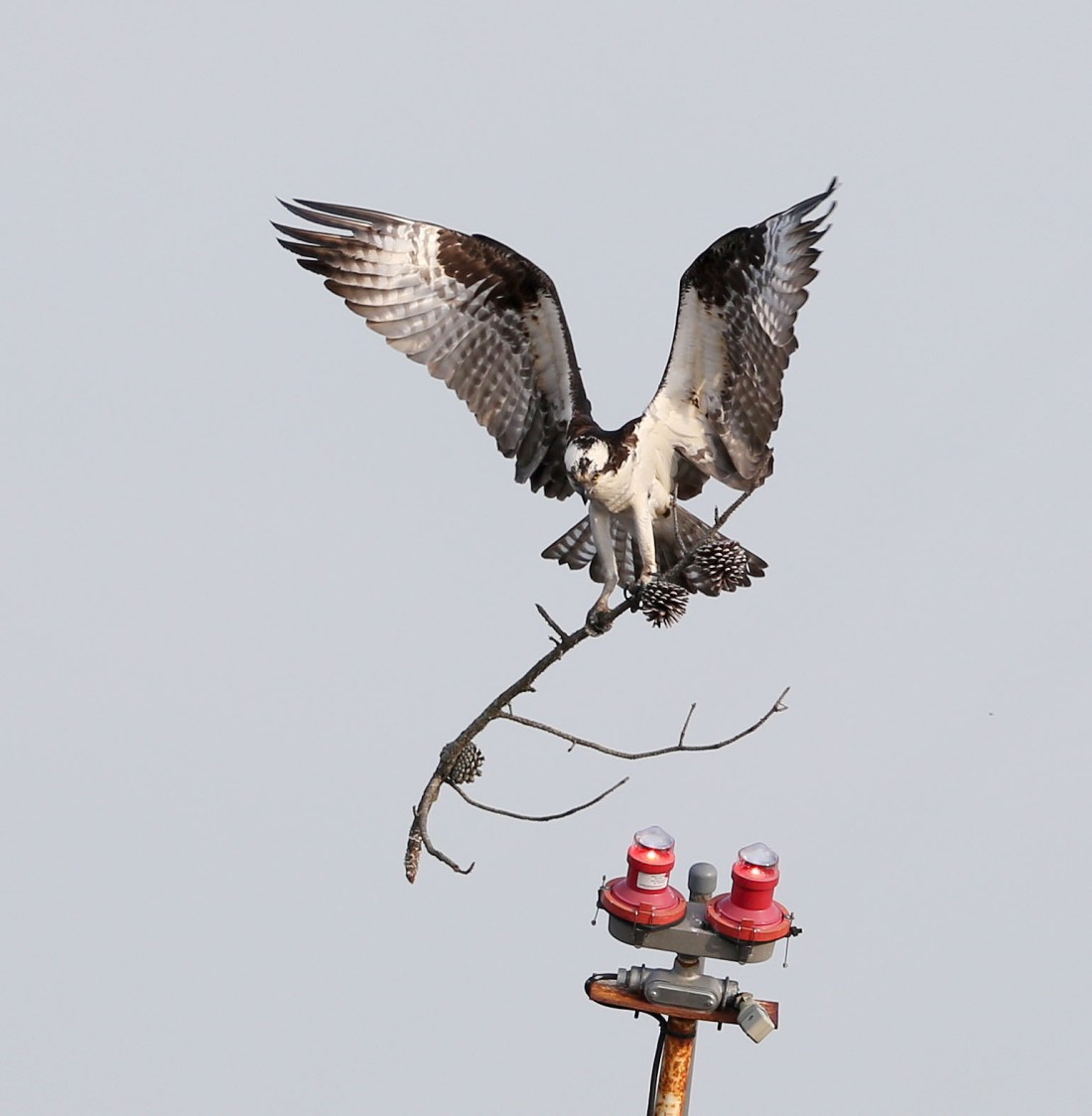 Osprey delivering nesting material