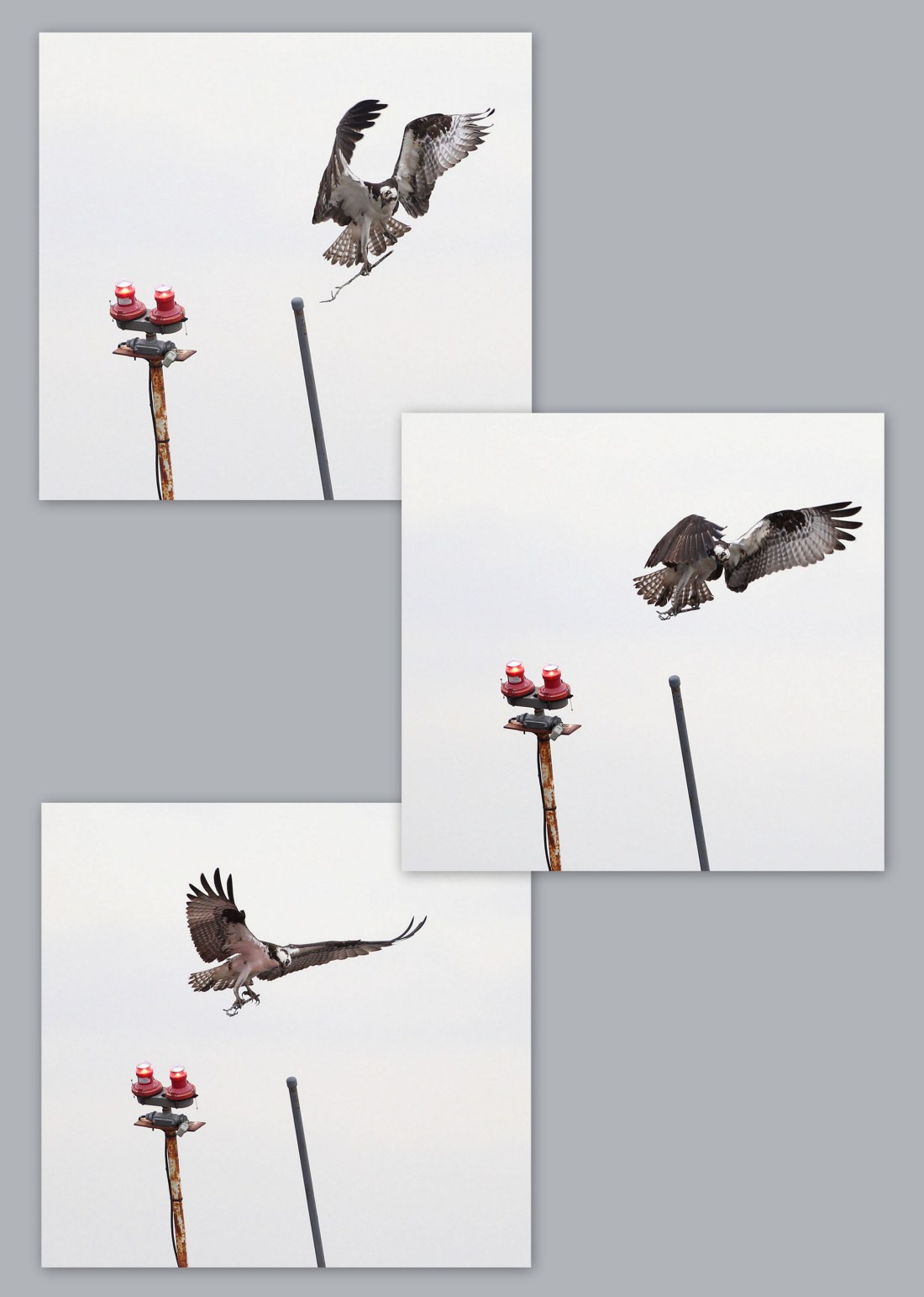 Osprey landing in a nest