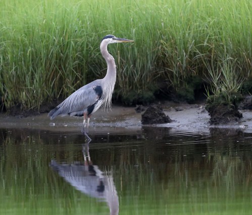 Great Blue Heron standing