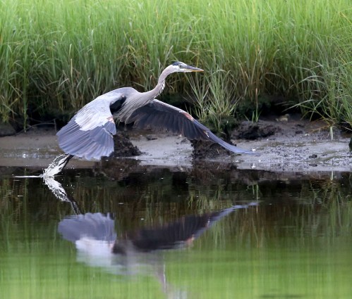 Great Blue Heron taking off