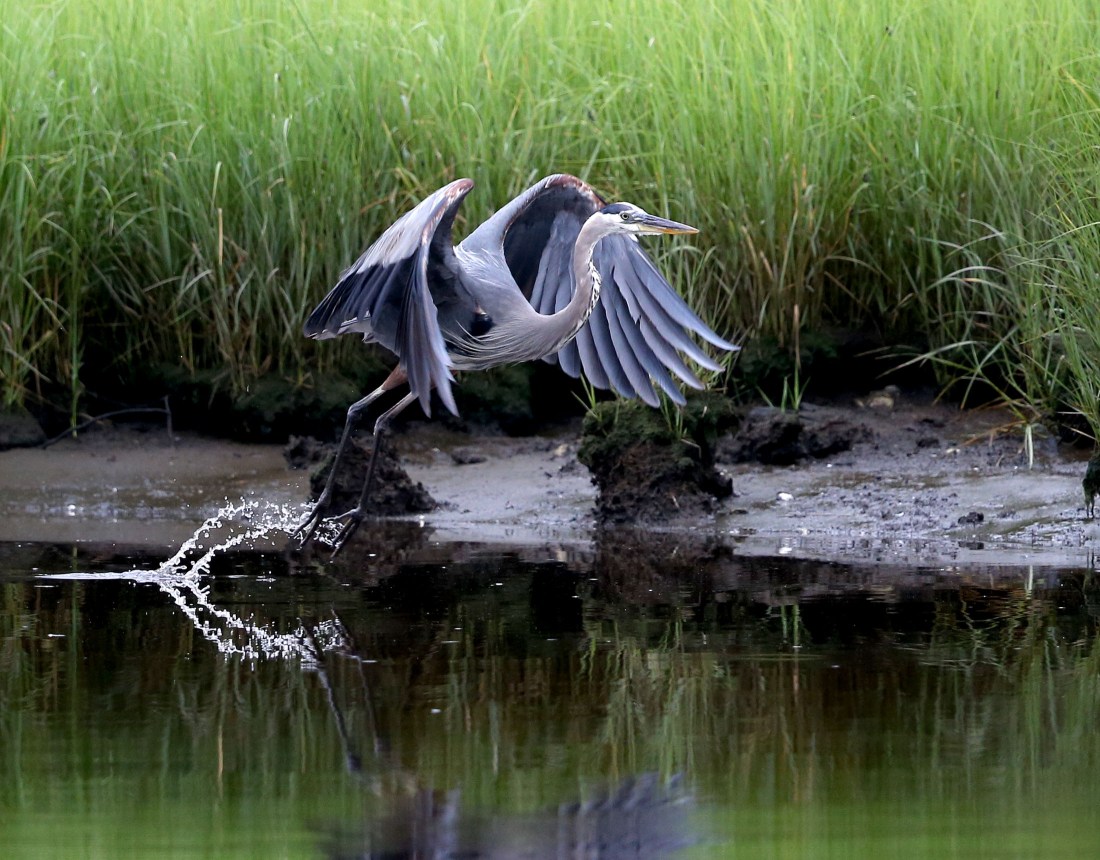 Great Blue Heron going airborne