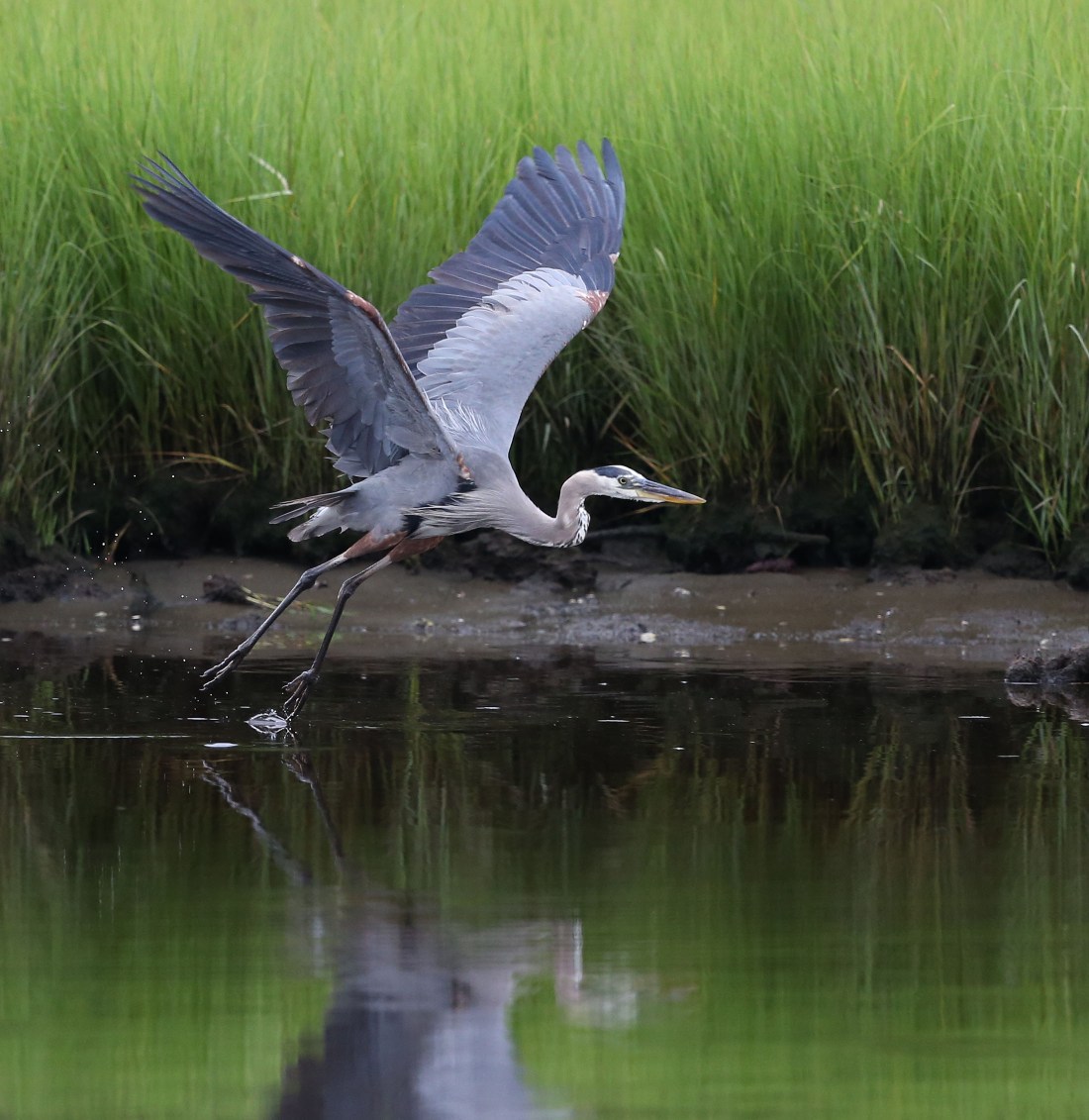 Great blue Heron going airborne