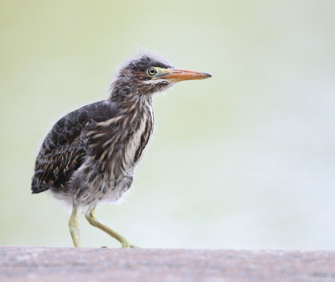 Green Heron fledgling