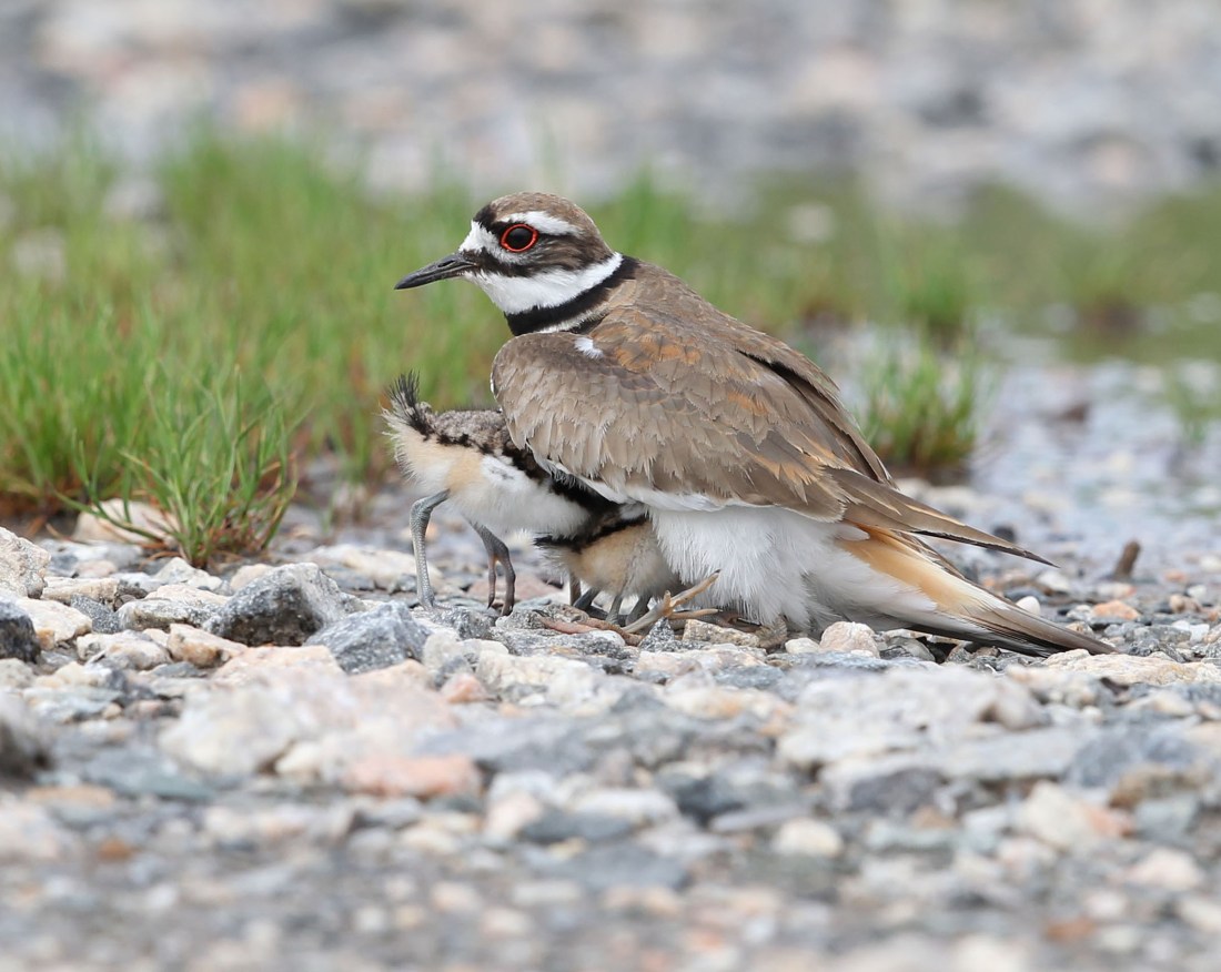 Female Killdeer parent brooding young
