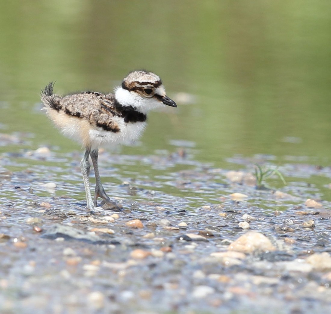 Killdeer chick