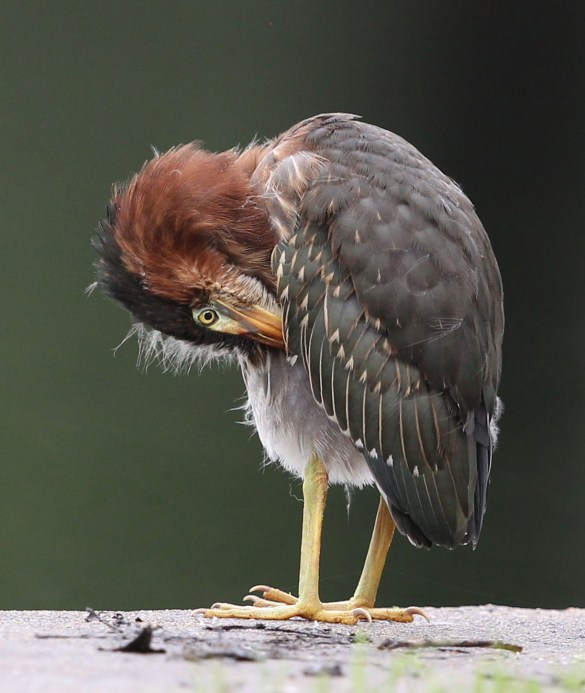 Juvenile Green Heron preening