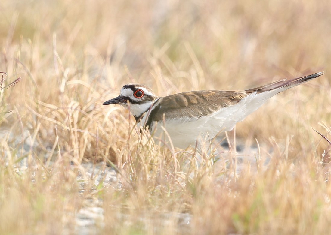 Killdeer distraction display