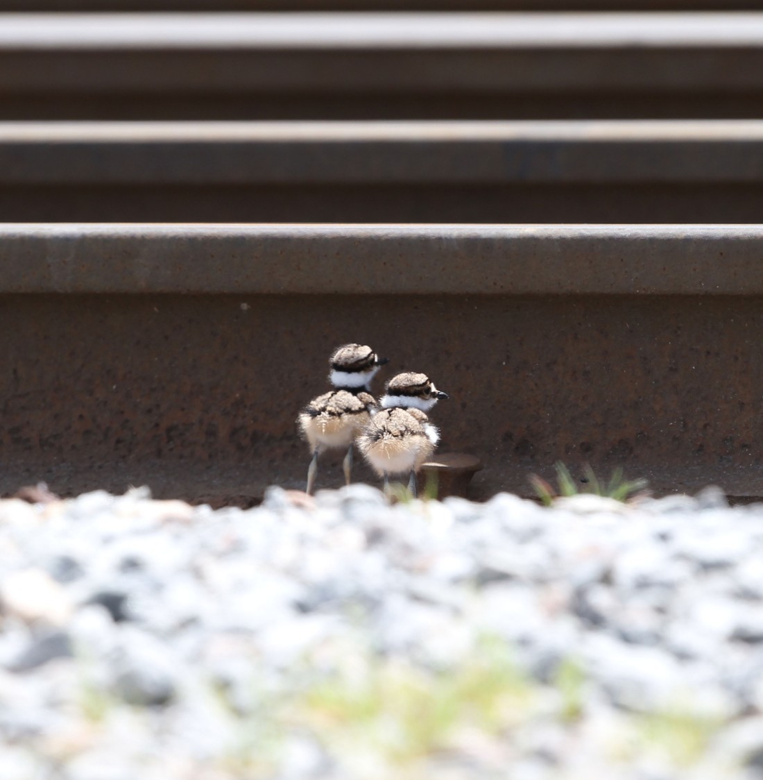Killdeer chicks on a railroad bed