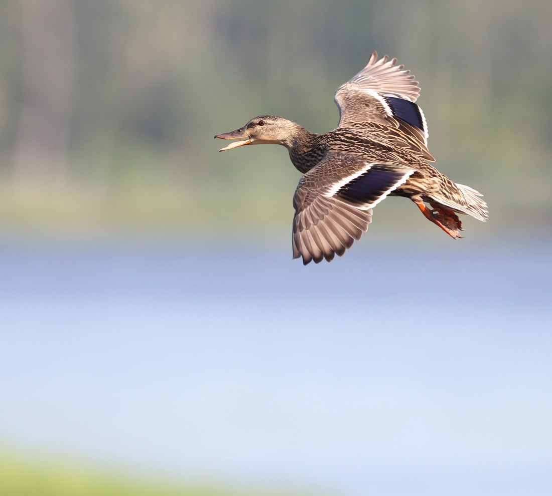 Female Mallard duck in flight