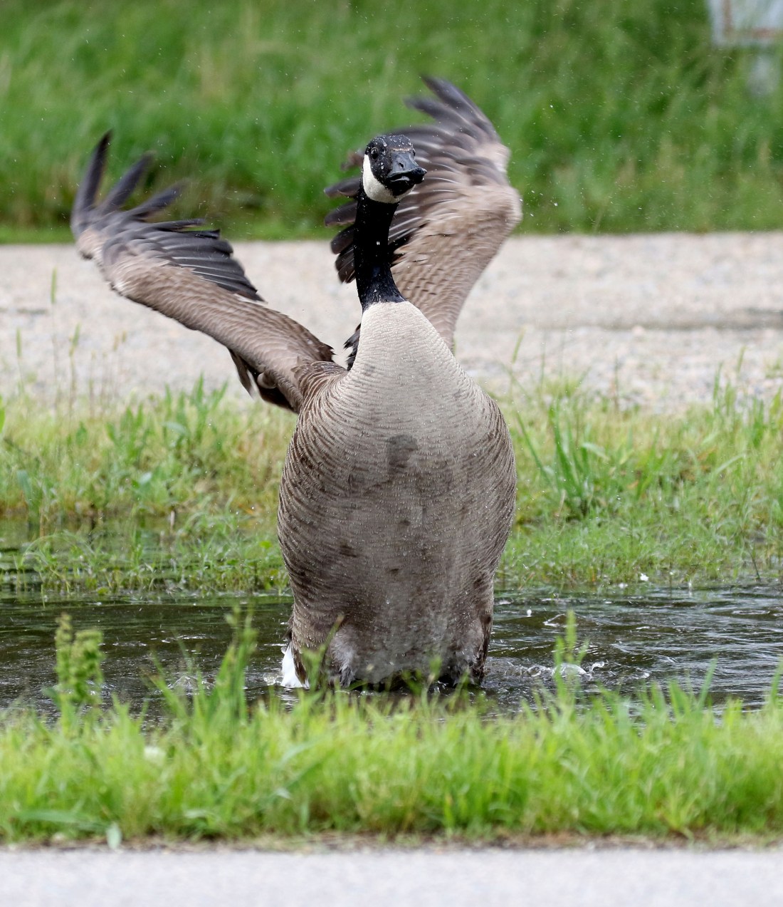 Canada goose
