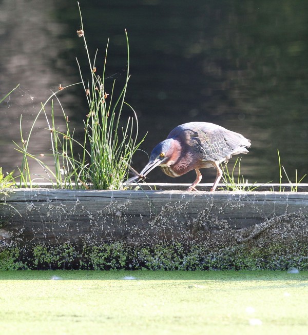 Green Heron snagging a dragonfly