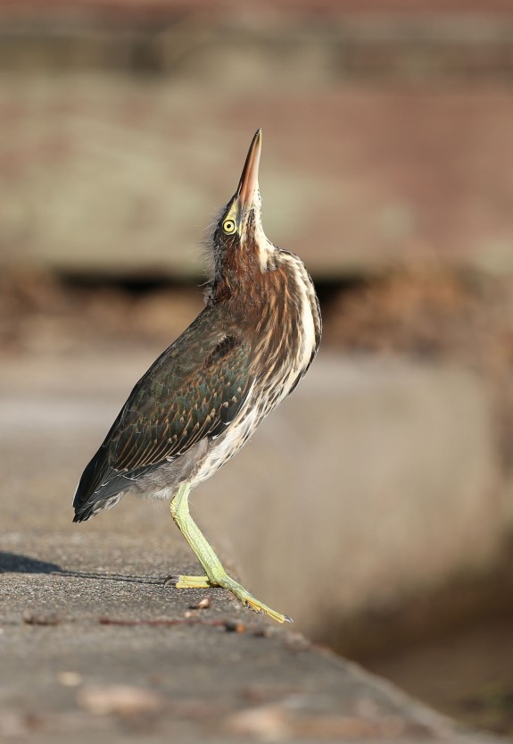 Juvenile Green Heron assuming "bittern posture"