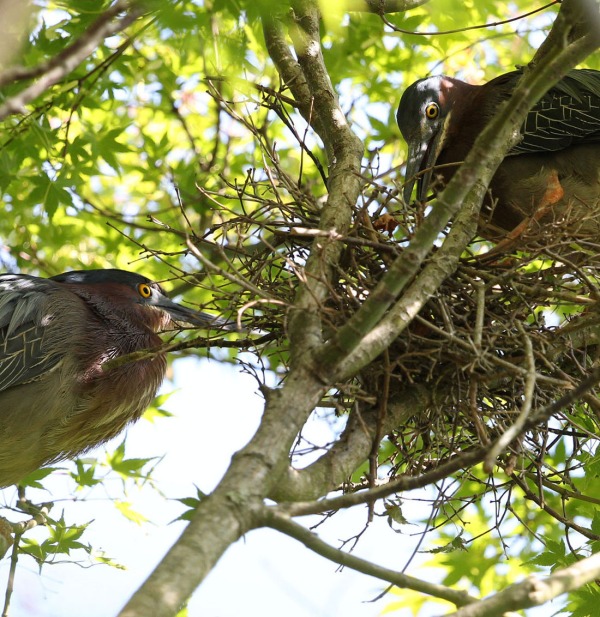 Green Heron pair nest building