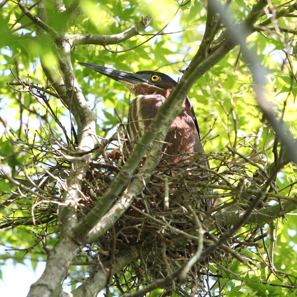Adult Green Heron on nest