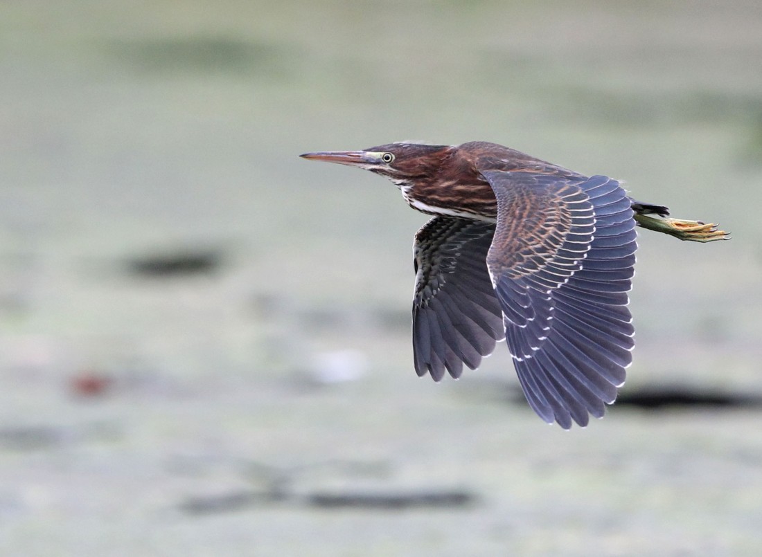 Juvenile Green Heron in flight