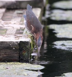 Juvenile Green Heron grabbing a feather