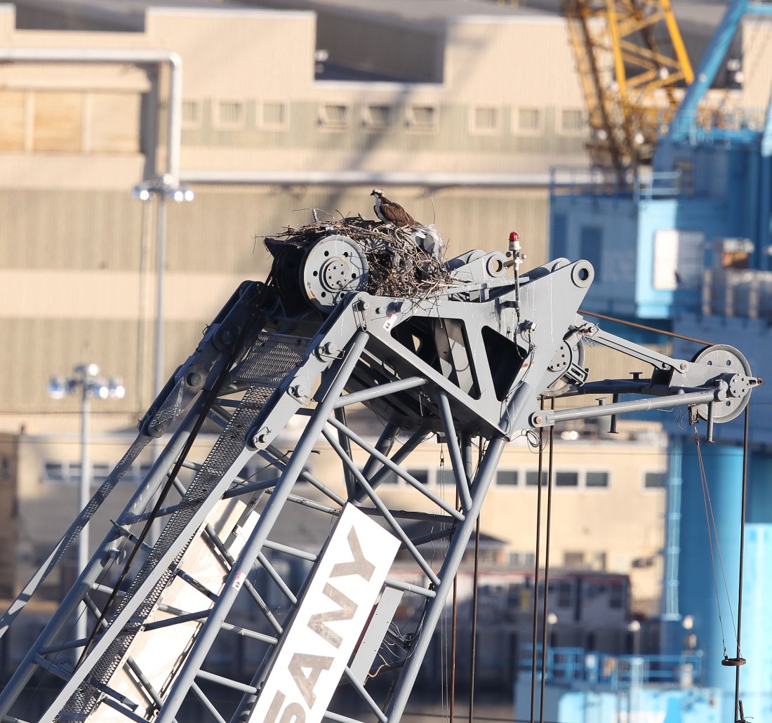 Osprey nest on a construction crane