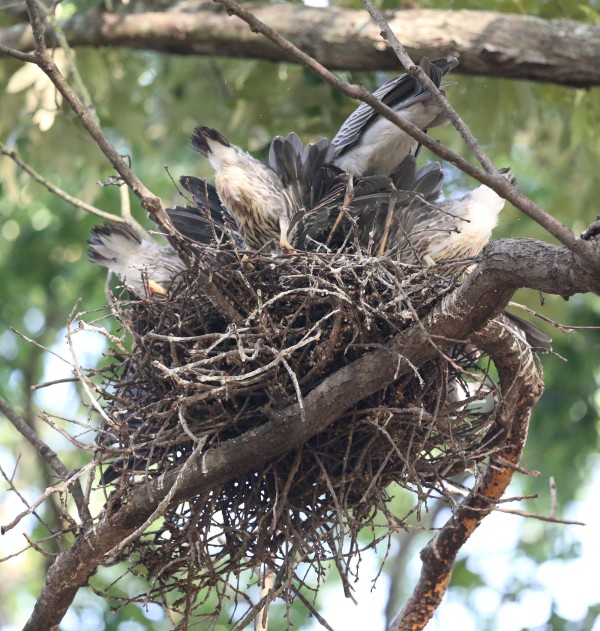 Yellow-crowned Night Heron nest