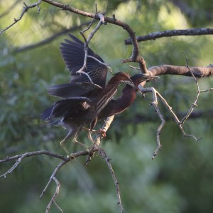 Juvenile and adult Green Heron on a branch