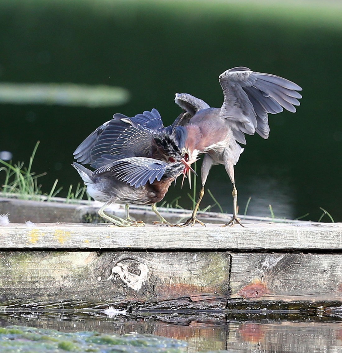 An adult Green Heron with two juveniles