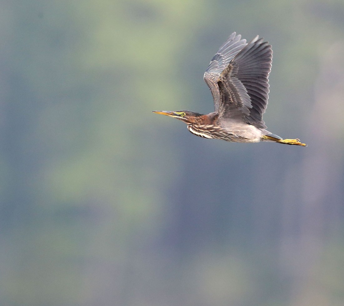 Green Heron in flight