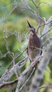 Adult Green Heron calling