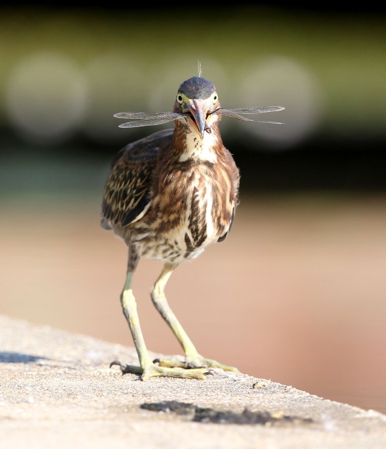 Juvenile Green Heron feeding