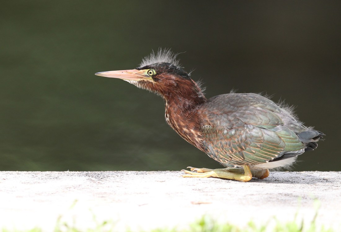Juvenile Green Heron showing green