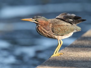 Juvenile Green Heron