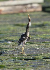 Juvenile Green Heron foraging on the algal bloom