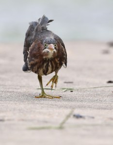 Juvenile Green heron stalking a dragonfly