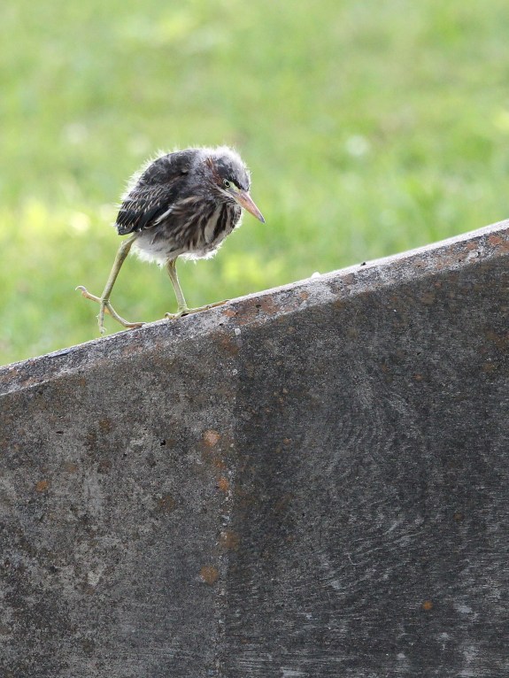 Juvenile Green Heron