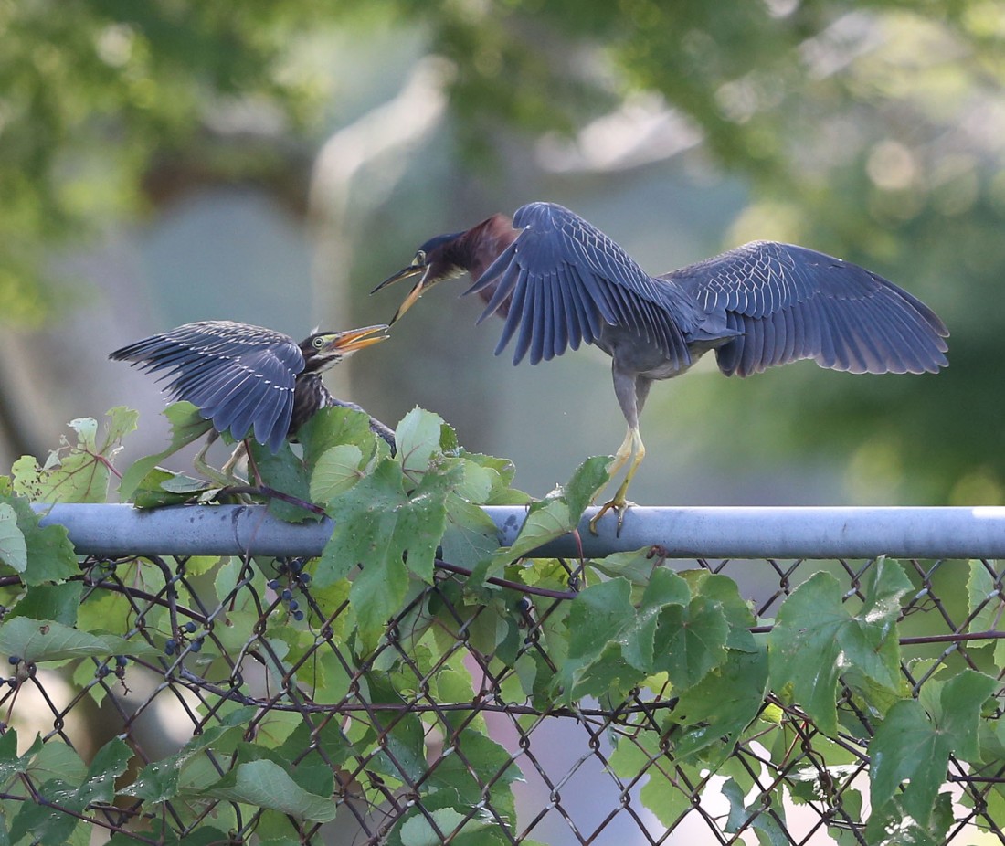 Green Heron parent and child interacting