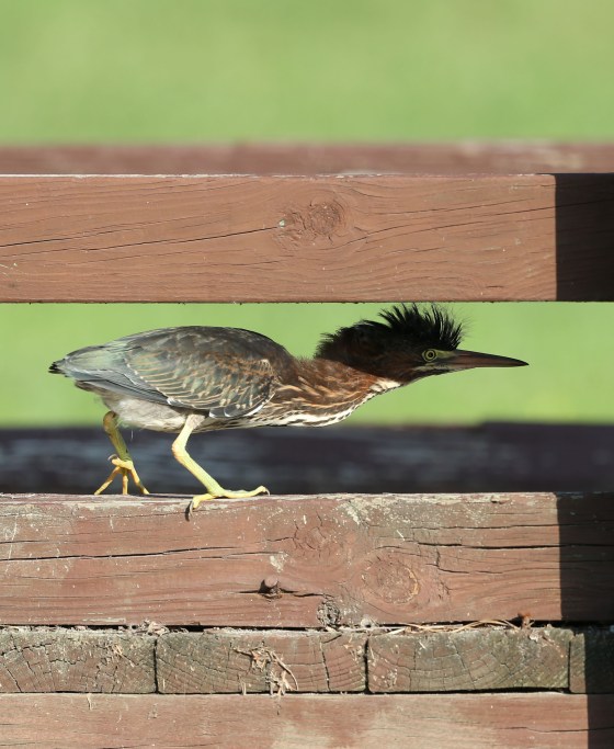 Juvenile Green Heron climbing