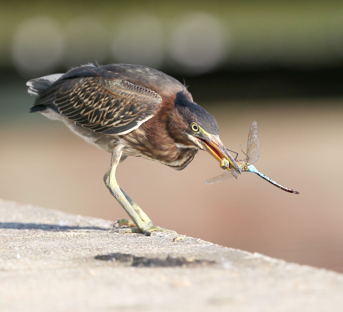 Juvenile Green Heron with a dragonfly