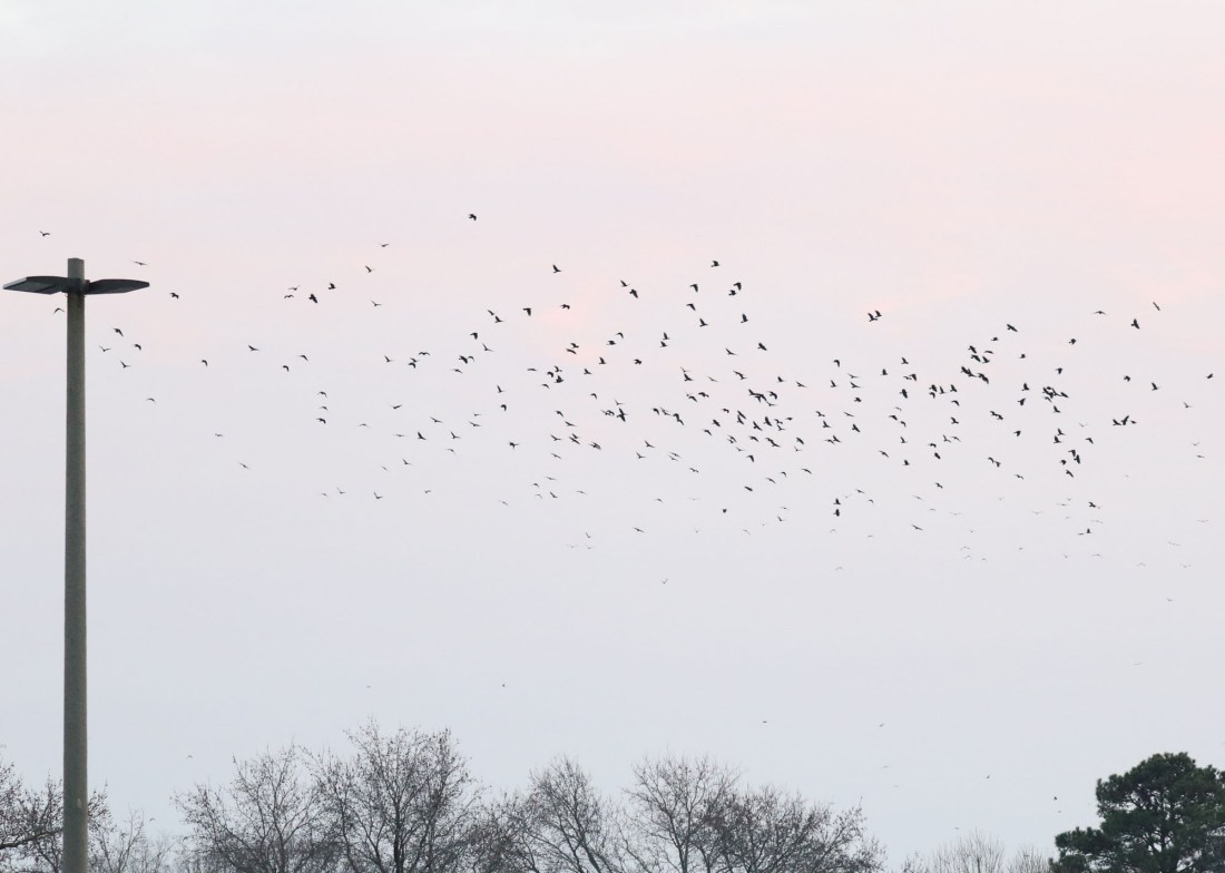 Crows flying to roost