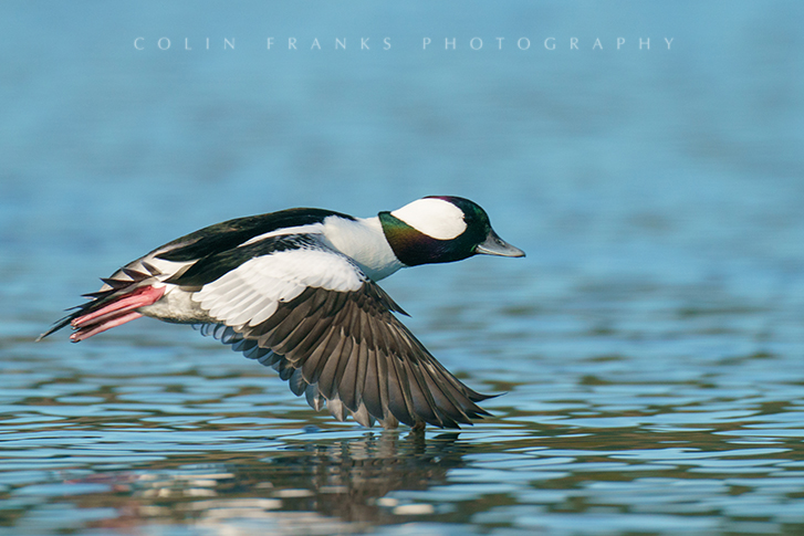 Male Bufflehead duck in flight