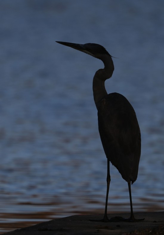 Great Blue Heron silhouette