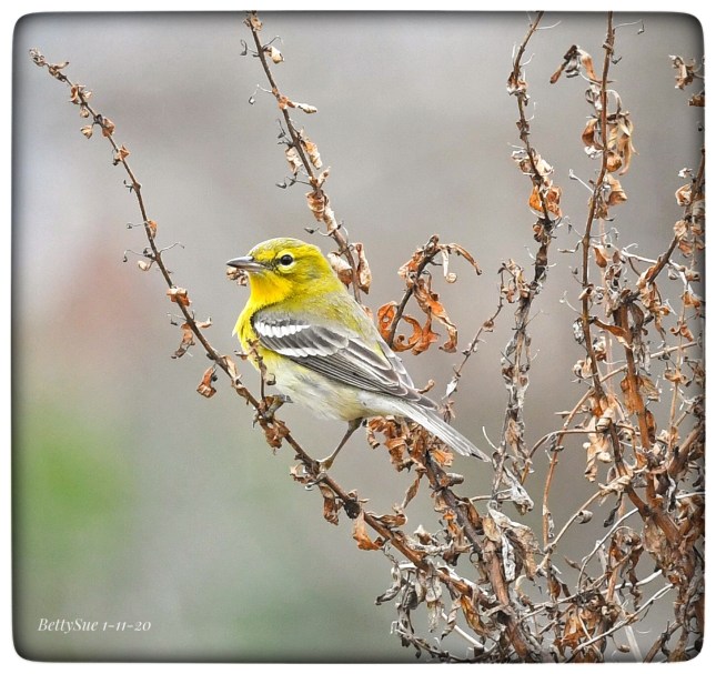 Pine Warbler